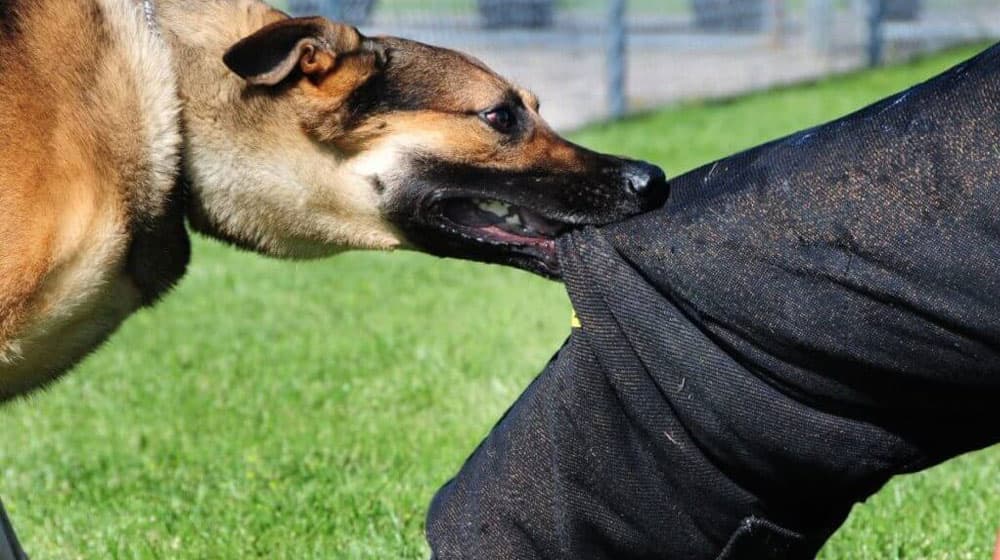 Dog bite injuries Phoenix guide